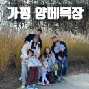 가평 양떼목장 | 가평 양떼목장 솔직 후기 | 아이들과 함께 한 힐링 체험