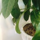 카카오하루(병영점) 이미지