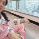리즈디자인 - 고양시 일산서구 탄중로 111 | 대구애견미용학원 가위컷 전문, 2살 룽지 & 2살 봉식이의 갓벽 리즈 갱신 & 디자인 교정 미용 후기!