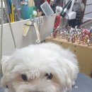 낼름&애견샵 이미지