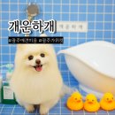 개운하개 | 광주 애견미용 개운하개 포메라니안 가위컷 깔끔 그 자체