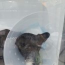 24시프라임동물병원 이미지