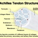 근육과 직렬로 연결되어 근육힘을 뼈에 전달하는 건(tendon)의 특성에 대한 탐구 - 반드시 정리해야 함 이미지