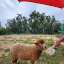 해오름 목장 이미지