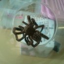 하이보리 이미지