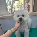 프로애견 이미지