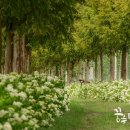 진교 메타세쿼이아길 네이버블로그