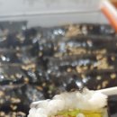 막뚱이꼬마김밥