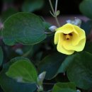 오조리-5 이미지