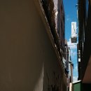 버터컵