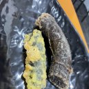 도계꼬마김밥 이미지