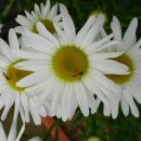 데이지꽃/옥스아이 데이지 (국화과(菊花科 Asteraceae/Compositae)에 속하는 여러 원예식물.) 이미지