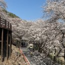 부락산문화공원 CCTV | 하동 벚꽃축제 십리벚꽃길 2026년 3월 28일 방문 후기, 주차, 카페, 벚꽃 cctv 실시간