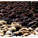 버섯마을 이미지