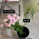 안단테꽃예술홍대학원