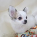 야옹아멍멍해봐 장유점 이미지