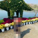 선화유치원 | 충청남도 부여 가볼만한 곳 &lt;궁남지&gt; 부여국화축제 2025 후기 / 가족과 함께한 가을 나들이 🍁