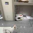 러버독&도그팰리스 이미지