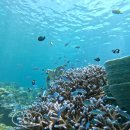 빅보스 | [보홀 다이빙] 합리적인 가격에 다이빙 할 곳을 찾는다면? 빅보스 다이브 후기 (SSI 자격증 취득)