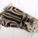 나만고양이없어 이미지