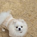 러블리독 | 룰루독 앰버서더 복이💛 와요🤍의 열두 번째 룩북-피카부 샤 올인원 착용 후기 🎀