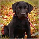 하얀강아지 이미지