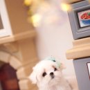 앨리스코리아켄넬 이미지