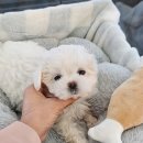 도그마루 강아지고양이 청주점 이미지
