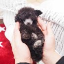 멍뭉이애견샵 이미지