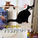 사남매하우스 | 고양이 캣타워 공간활용좋은캣폴 가또블랑코 DIY 추천