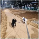 메가펫 애견호텔 이미지