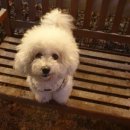 댕댕이블루스 이미지