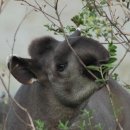 한국생명공학연구원 영장류자원지원센터 부속 동물병원 | 비인간 영장류의 위기(2)