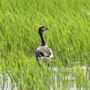 호곡리의 큰기러기(Tundra Bean Goose) 이미지