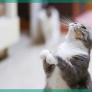 일산시티 동물의료센터 이미지