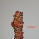 리치아이 이미지