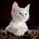 Hello Kitten 이미지
