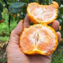 🍊 제주 감귤, 카라향 감귤노리터에 있어요.