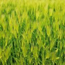 푸른향기 이미지