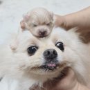 쵸니네일