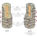 오월속눈썹