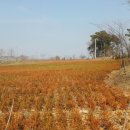 목화농원 이미지