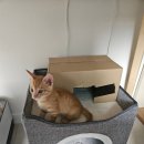 캣팻 고양이 화장실 매트 구매후기