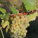 만나(Manna) 이미지
