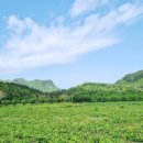 울릉도 알프스 이미지