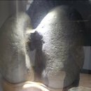 청송수석꽃돌박물관 이미지