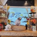 새롬애견 이미지