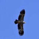 호곡리의 흰죽지수리(Eastern imperial eagle) 이미지