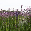 울산 장생포항 수국정원 이미지