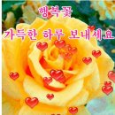 행복꽃 이미지